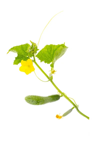 Jovem broto verde de pepino com flor — Fotografia de Stock