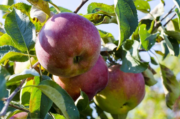 Ağaçtaki olgun elmalar