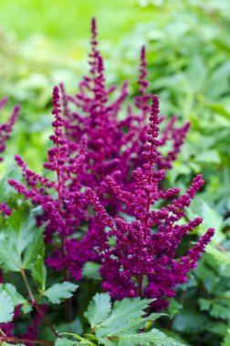Pembe astilbe bahçede yetişir