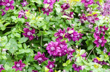 Yağmurdan sonra su damlacıkları ile çalı pembe clematis çiçekler