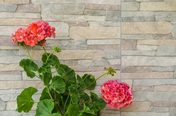 Розовые гортензии цветы на фоне каменной стены — стоковое фото