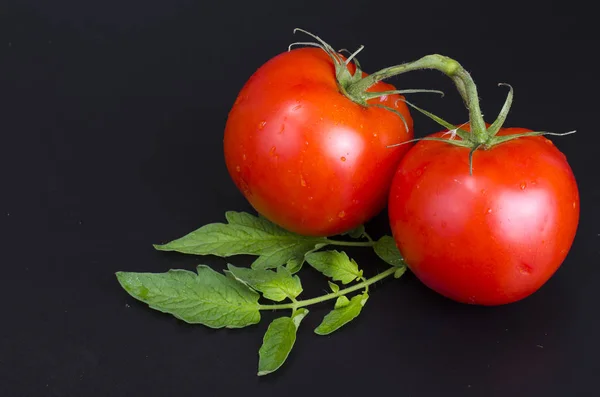 Red ripe tomatoes with water droplets on black background — Stock Photo, Image