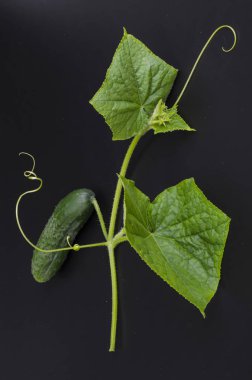 Siyah arka plan üzerinde yaprakları ve salatalık ile Yeşil dal