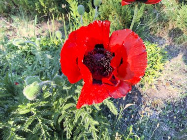 Keyifli Kırmızı Bahçe Haşhaş