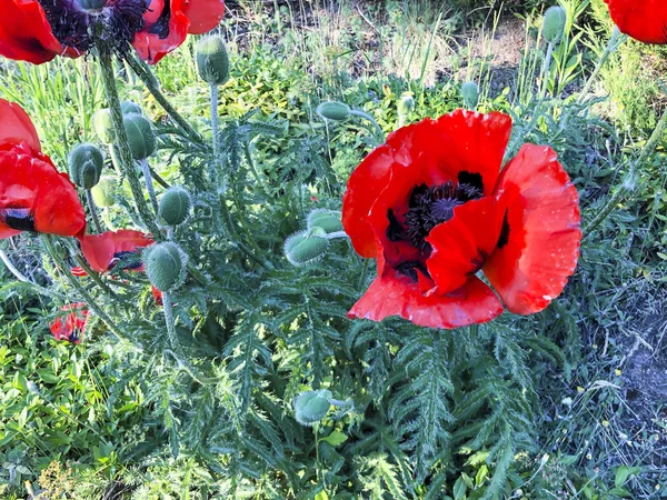 Delightful Red Garden Poppies — Stock Photo, Image