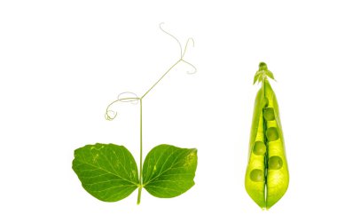 Beyaz arka plan üzerinde yeşil bezelye genç ateş ve pod.