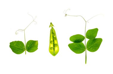 Beyaz arka plan üzerinde yeşil bezelye genç ateş ve pod.