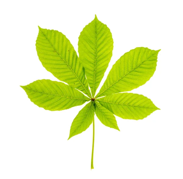 Green chestnut leaf isolated on white. Photo — Stock Photo, Image