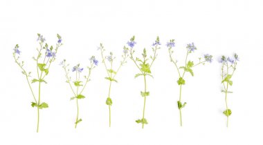 Mavi Veronica çiçek beyaz arka plan izole