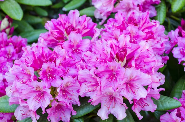 Bright background of pink flowers. Studio Photo — Stock Photo, Image