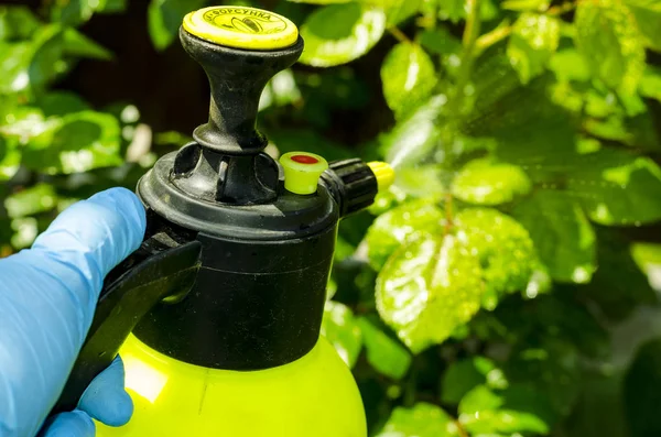 Behandling av hageblomster, trær og planter med plantevernmidler – stockfoto