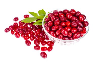 Cornus mas kırmızı olgun meyveleri