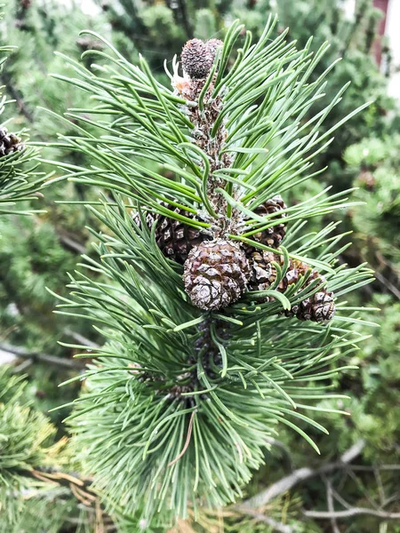 Antecedentes para el tema de Navidad de ramas de árbol de coníferas —  Fotos de Stock