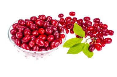 Cornus mas kırmızı olgun meyveleri