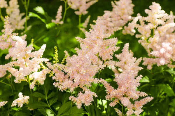 Delicadas inflorescencias rosadas floreciendo astilbe. Estudio foto —  Fotos de Stock