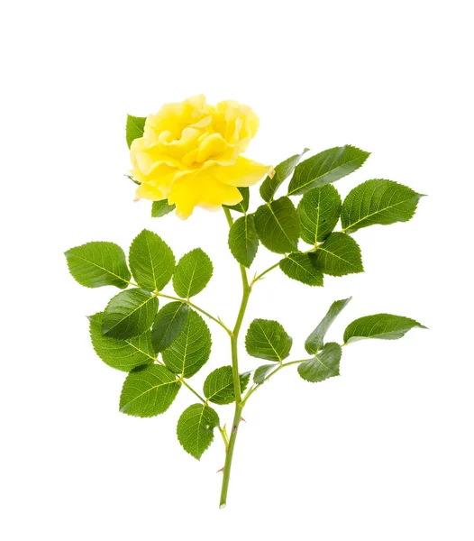 白いバクに隔離された緑色の葉を持つ1つの咲く黄色のバラ — ストック写真