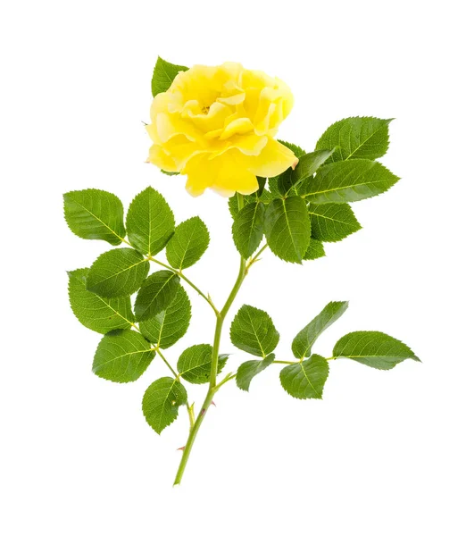 Jedna kwitnąca Żółta róża z zielonymi listwami wyizolowanymi na białym BAC — Zdjęcie stockowe