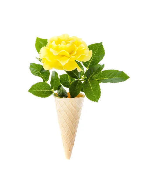 Jedna kvetoucí žlutá růže se zelenými listy izolovanými na bílém pozadí — Stock fotografie