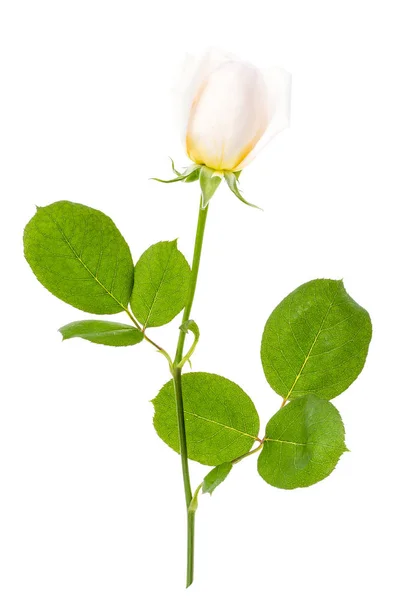 Gałąź delikatnej biało-różowej róży na białym tle — Zdjęcie stockowe