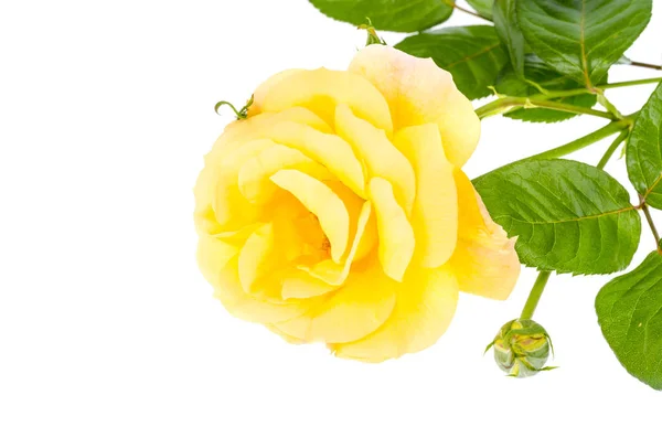 Jedna kwitnąca Żółta róża z zielonymi listwami wyizolowanymi na białym tle — Zdjęcie stockowe