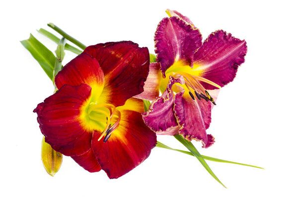 Pink daylily flower garden isolated on white