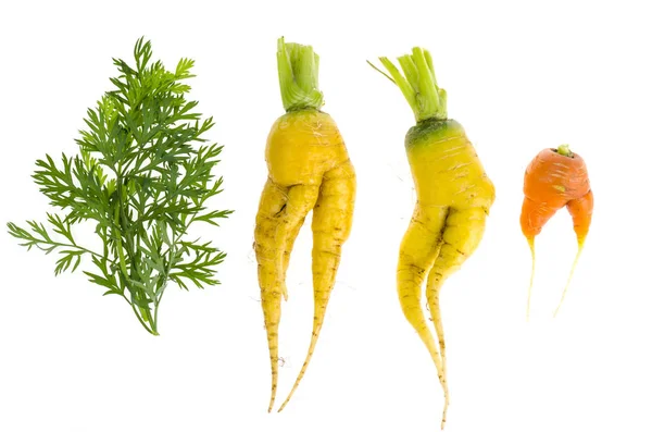 Legumes em forma feia, comida. Cenouras orgânicas frescas deformadas. Produtos mal formados . — Fotografia de Stock