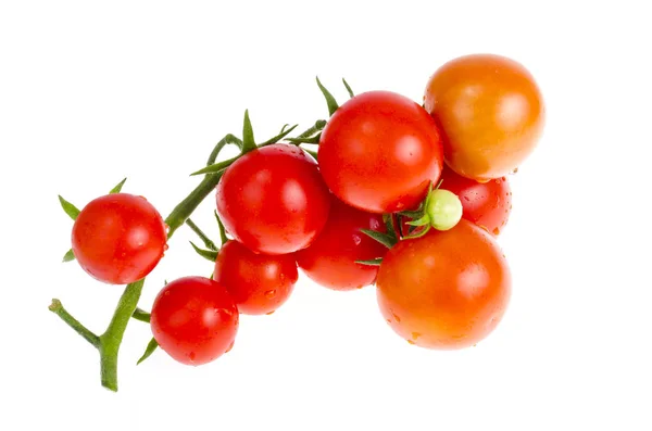 Гілка з червоними вишневими помідорами ізольовані на білому тлі — стокове фото