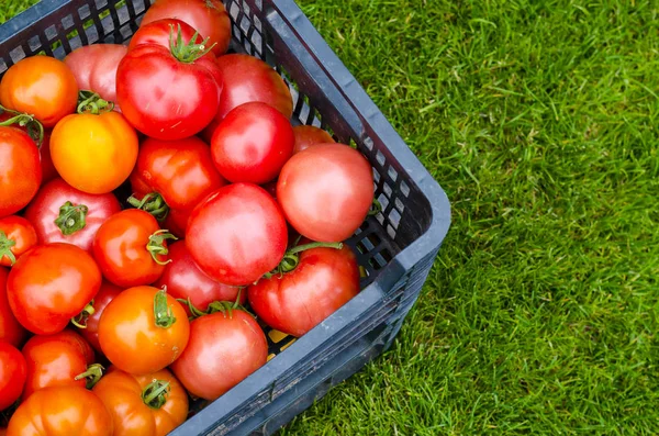 잘 익은 토마토와 상자는 잔디에 서, 수확, 여름 — 스톡 사진