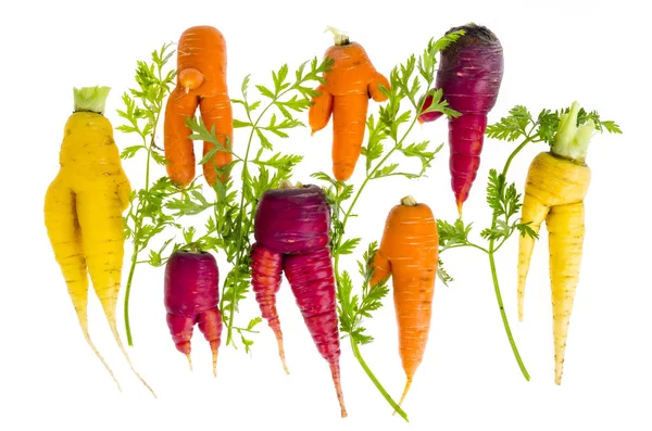 Feo, deformado zanahorias orgánicas frescas de diferentes colores — Foto de Stock