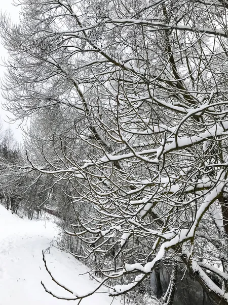 Nieve en las ramas de árboles y arbustos en invierno — Foto de Stock