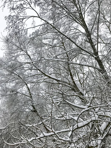 Nieve en las ramas de árboles y arbustos en invierno — Foto de Stock