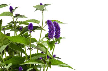 Mavi çiçeklenmeler ile taze aromatik otlar Demet