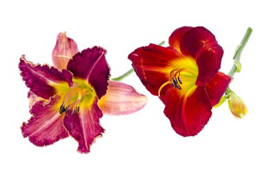 Pembe daylily çiçek bahçe beyaz izole