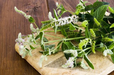 Nane. Çiçek li nane otu yakın.