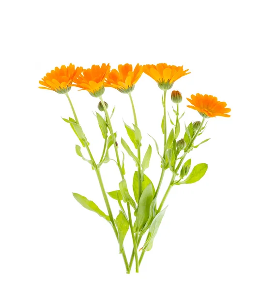Planta medicinal con flores naranjas Calendula officinalis —  Fotos de Stock