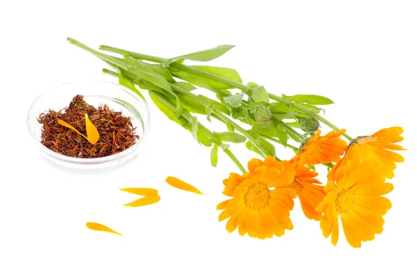 Planta medicinal con flores naranjas Calendula officinalis — Foto de Stock