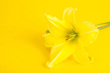 Bir sarı daylily çiçek. Stüdyo Fotoğraf