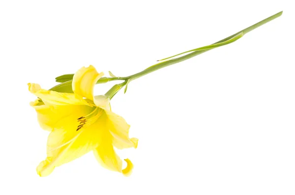 Один желтый дневной цветок. Студия фото — стоковое фото