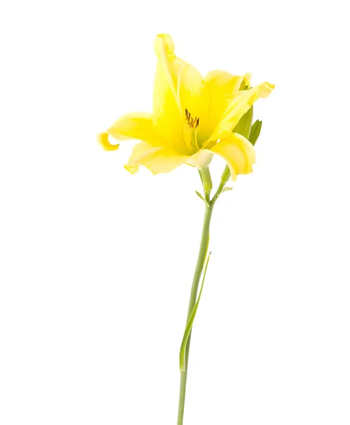 Ένα κίτρινο λουλούδι της μέρας. Φωτογραφία στούντιο — Φωτογραφία Αρχείου