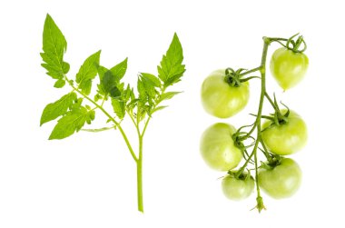 Beyaz izole dal üzerinde olgunlaşmamış yeşil domates.