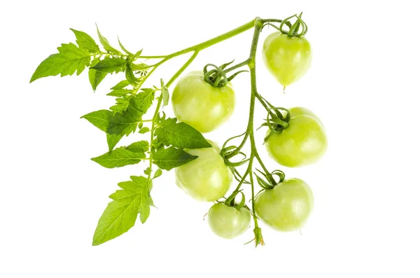 Tomat hijau mentah pada cabang terisolasi pada putih . — Stok Foto