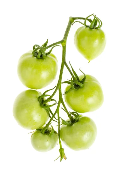 Niedojrzałe zielone pomidory na gałęzi na białym tle. — Zdjęcie stockowe