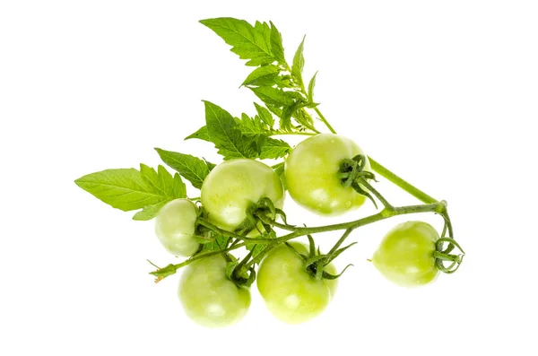Tomates verdes não maduros no ramo isolado no branco . — Fotografia de Stock