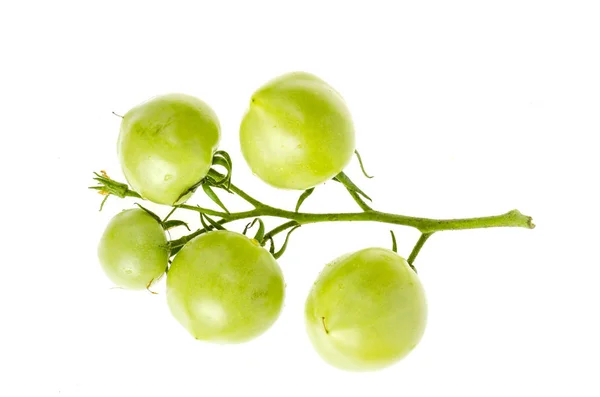 Tomates vertes non mûres sur branche isolée sur blanc . — Photo