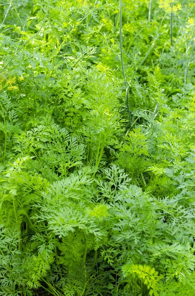 Vegetable background, texture of garden carrots green. — Stock Photo, Image