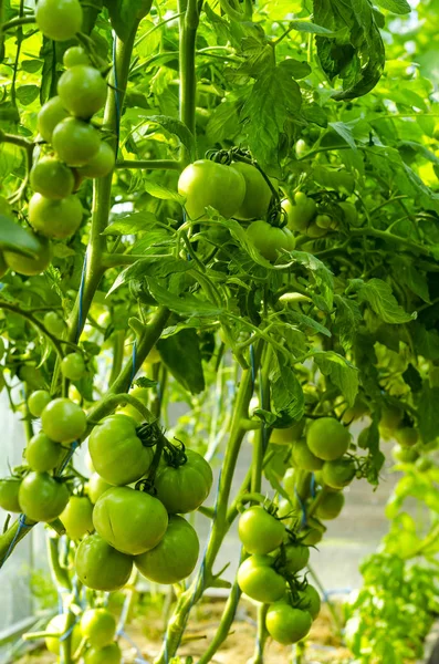 Tomatenstruiken met groen fruit in kas. — Stockfoto