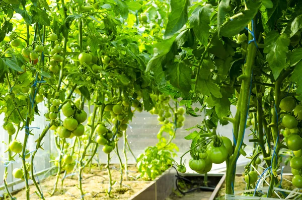 Tomatbuskar med gröna frukter i växthus. — Stockfoto