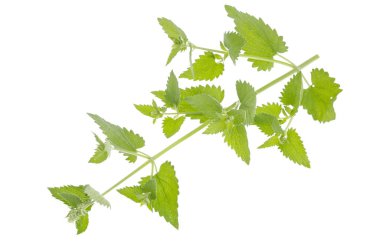 Taze toplanmış yeşil limon merhemi dalı ve beyaz arka planda yaprakları var.