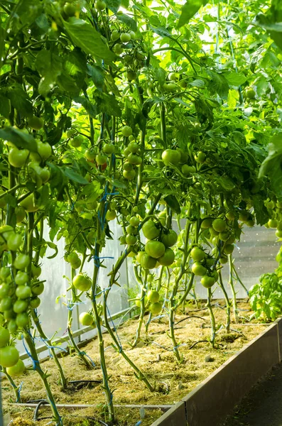 Tomatenstruiken met groen fruit in kas. — Stockfoto