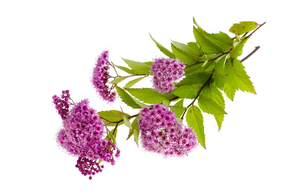 Spiraea japonica con inflorescencias rosas. Estudio foto — Foto de Stock